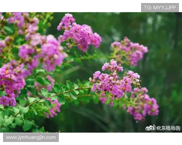 民族团结之花盛开 北京喜迎民族健身操全国赛(3)